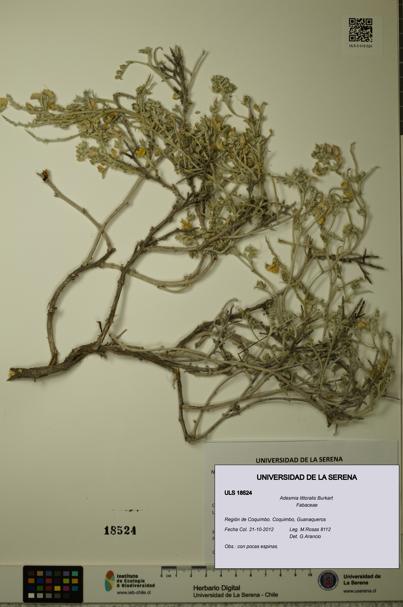 Adesmia littoralis [Espécimen: ULS:ULS:0018524]