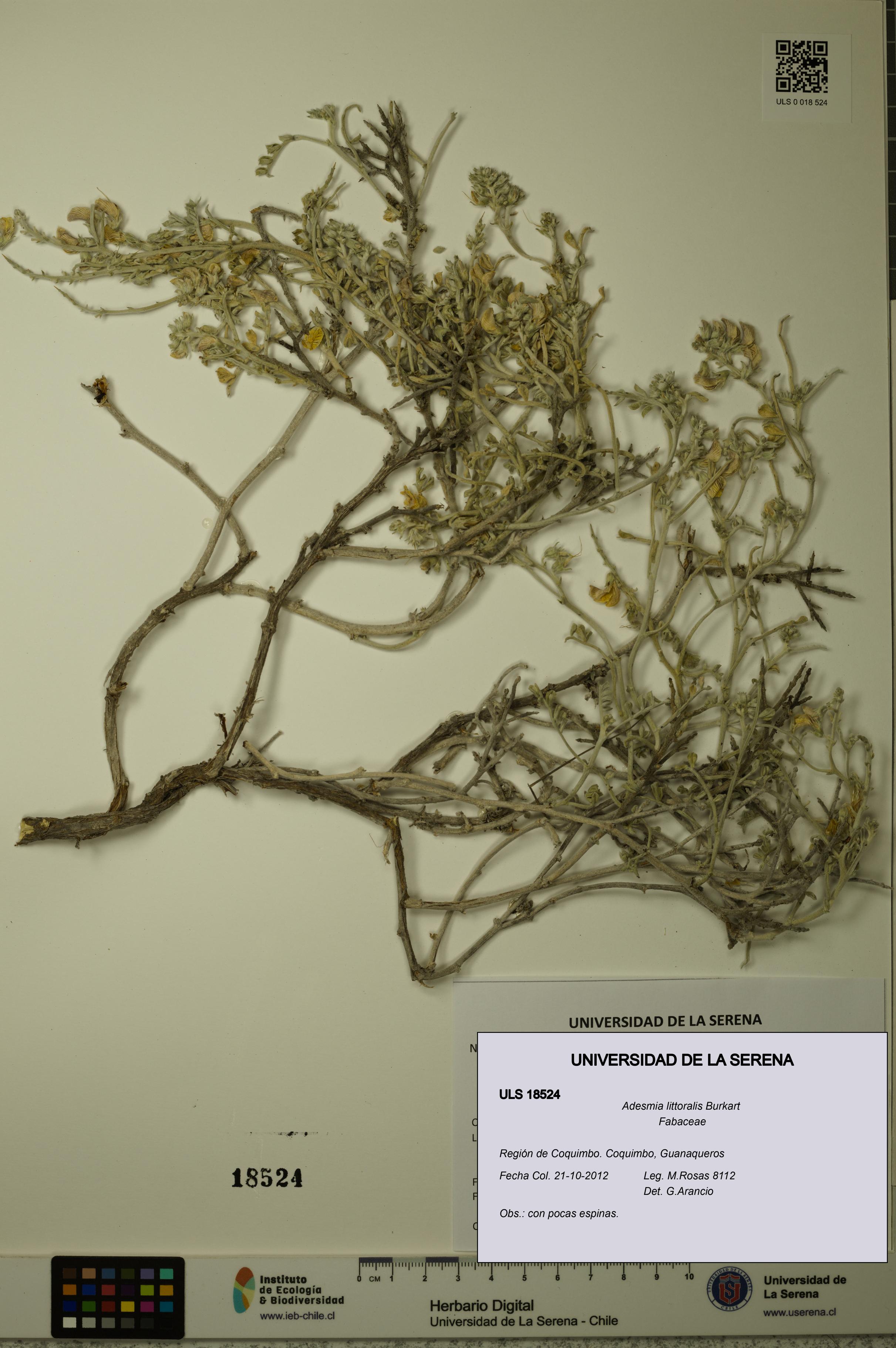 Adesmia littoralis [Espécimen: ULS:ULS:0018524]