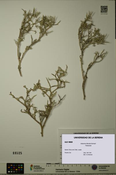 Adesmia littoralis [Espécimen: ULS:ULS:0018525]