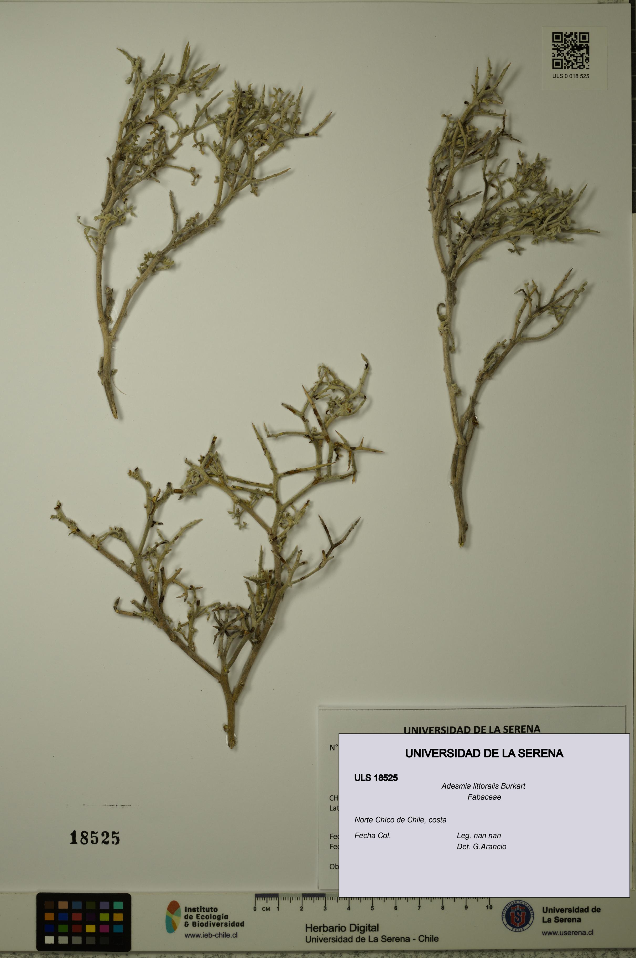 Adesmia littoralis [Espécimen: ULS:ULS:0018525]