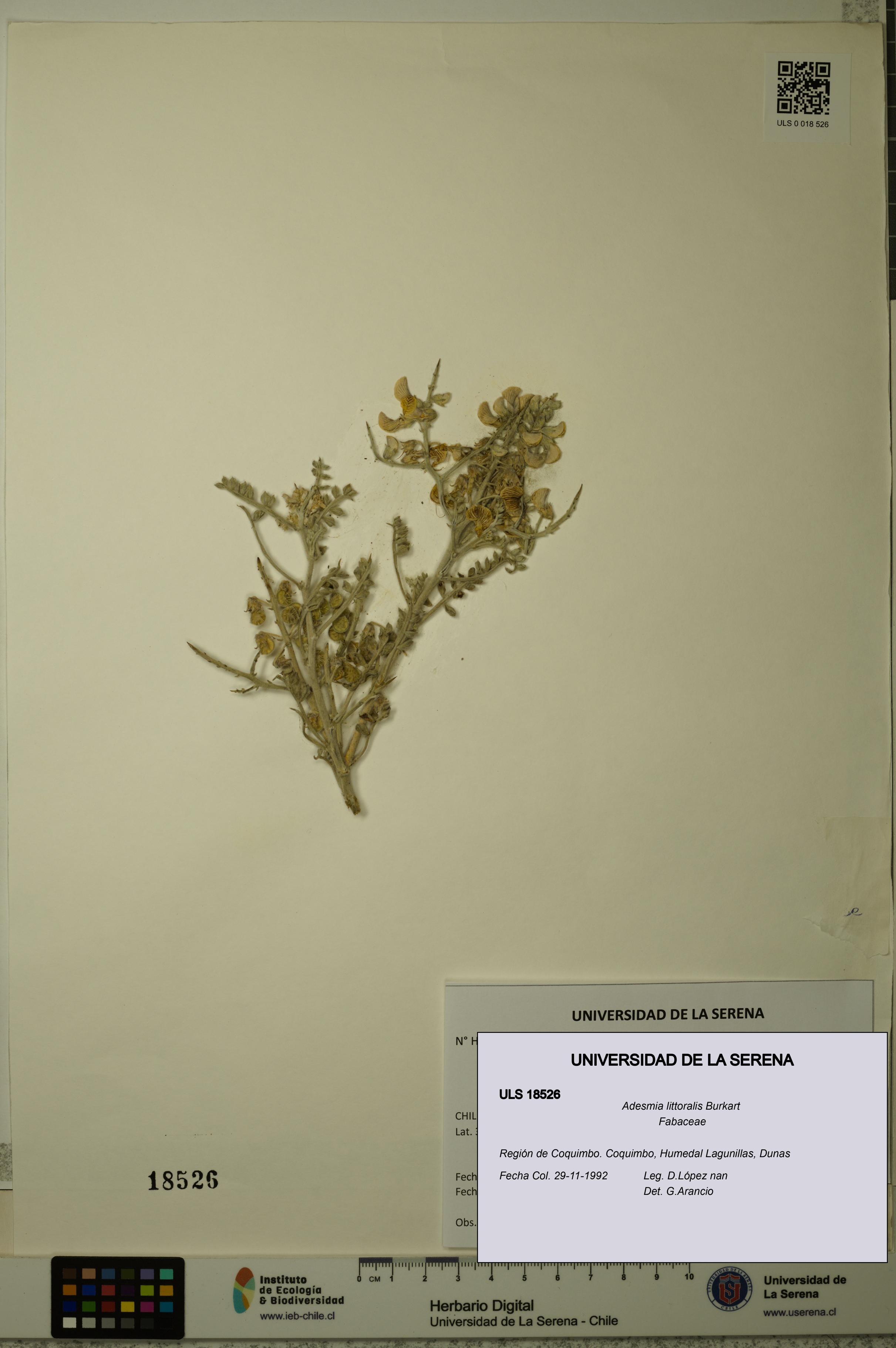 Adesmia littoralis [Espécimen: ULS:ULS:0018526]