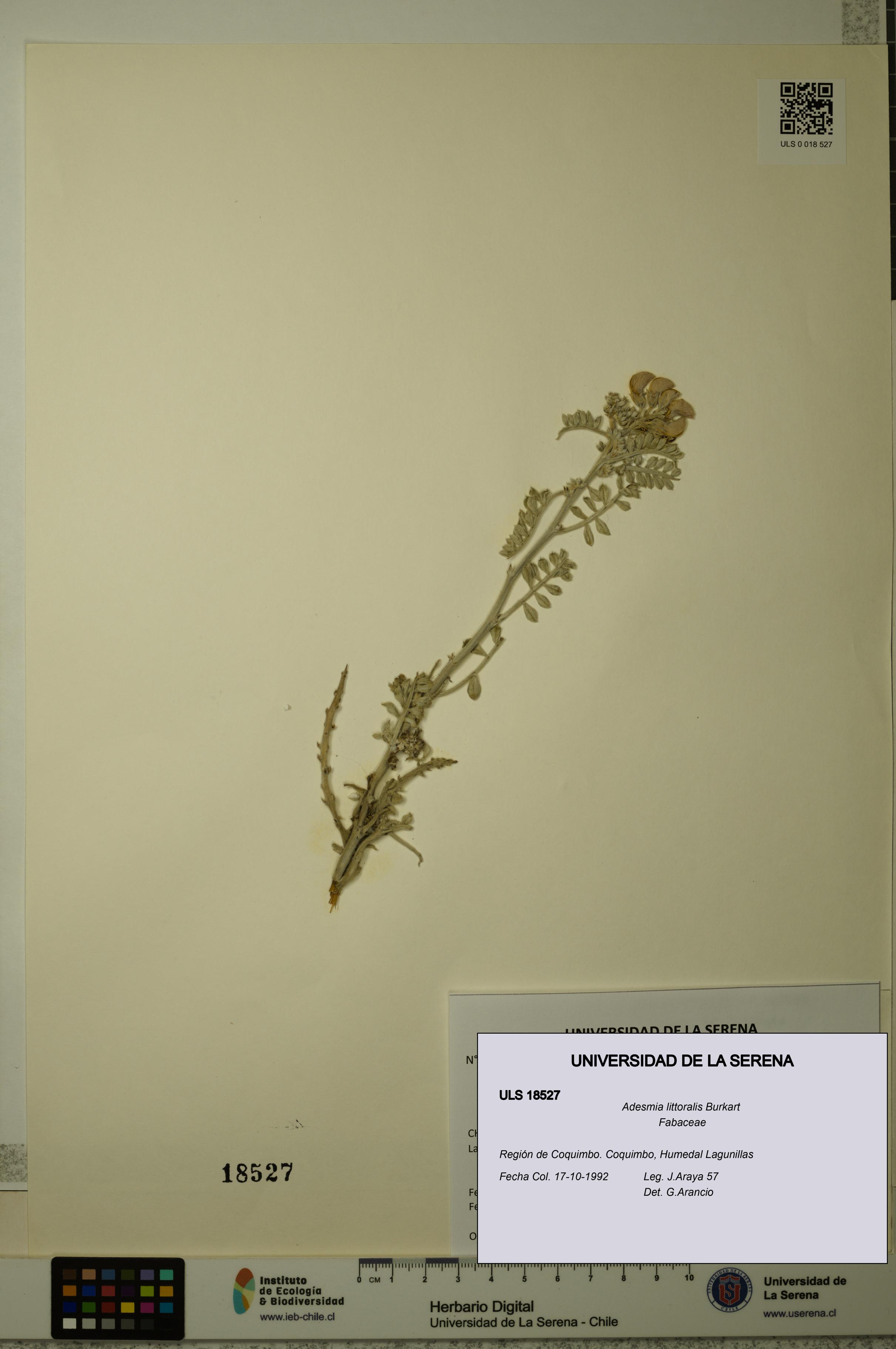 Adesmia littoralis [Espécimen: ULS:ULS:0018527]
