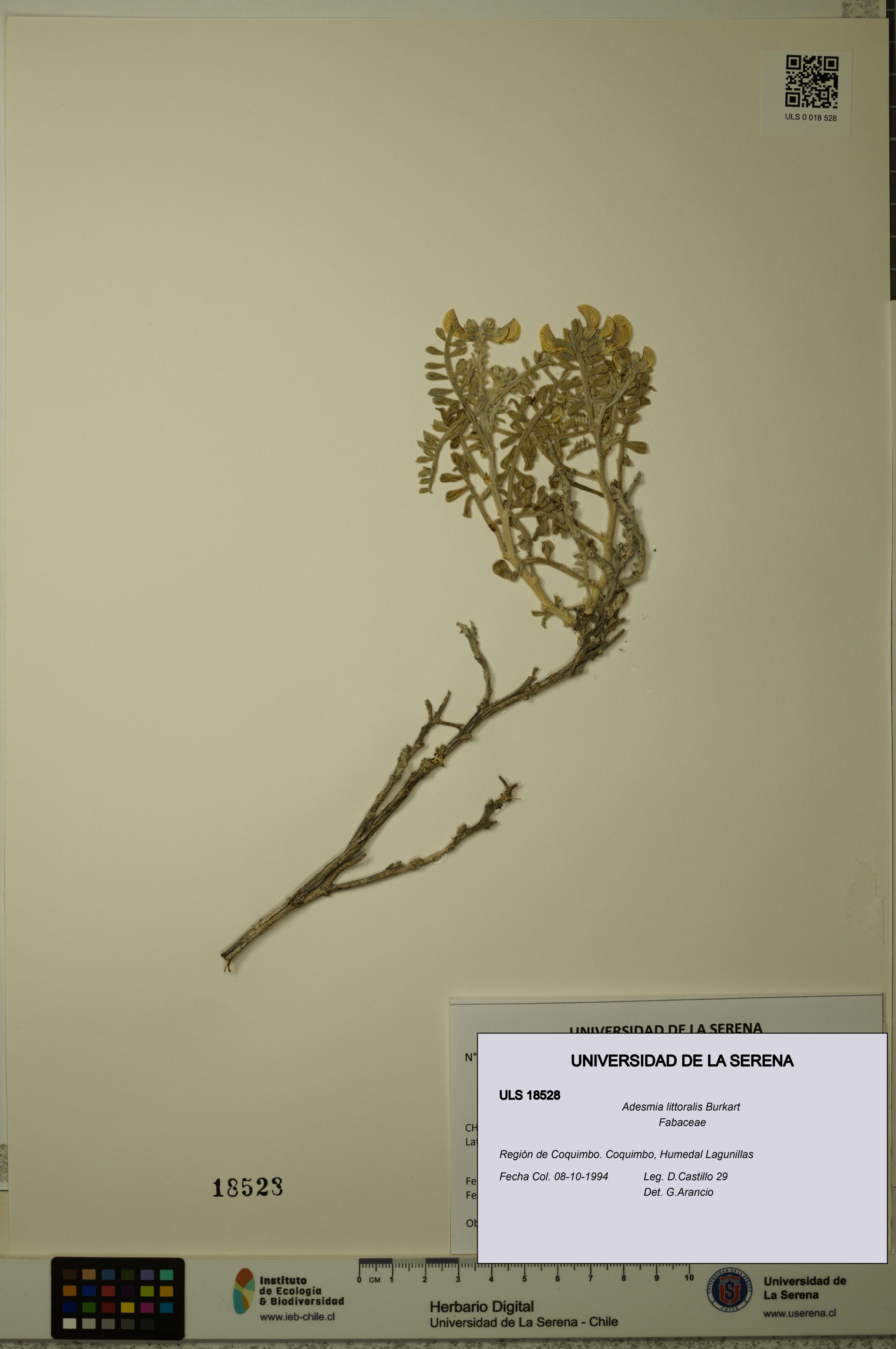 Adesmia littoralis [Espécimen: ULS:ULS:0018528]