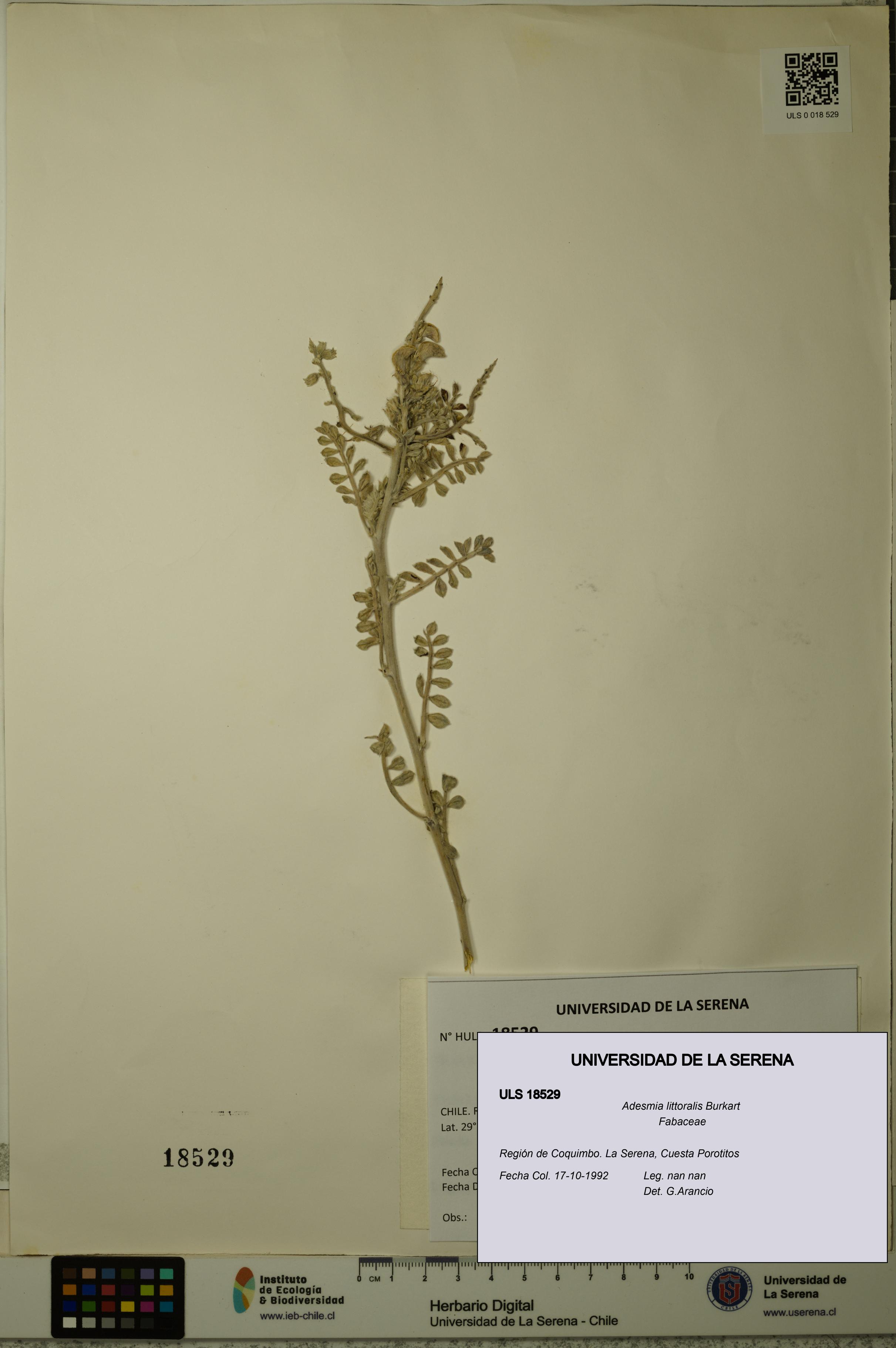Adesmia littoralis [Espécimen: ULS:ULS:0018529]