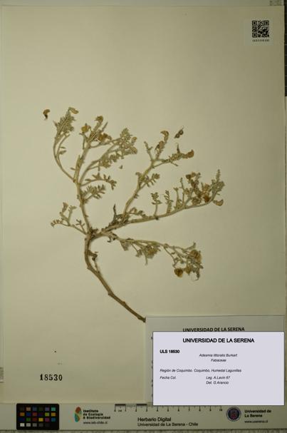 Adesmia littoralis [Espécimen: ULS:ULS:0018530]