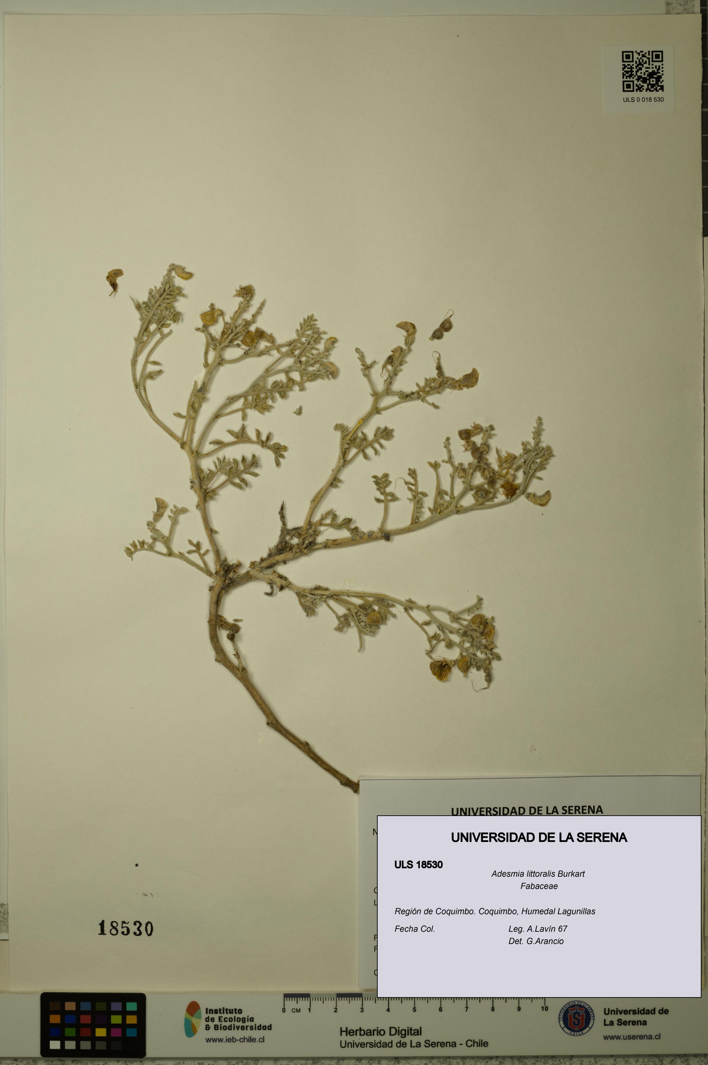 Adesmia littoralis [Espécimen: ULS:ULS:0018530]