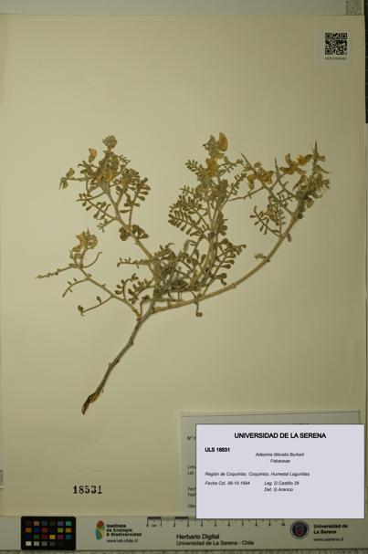 Adesmia littoralis [Espécimen: ULS:ULS:0018531]