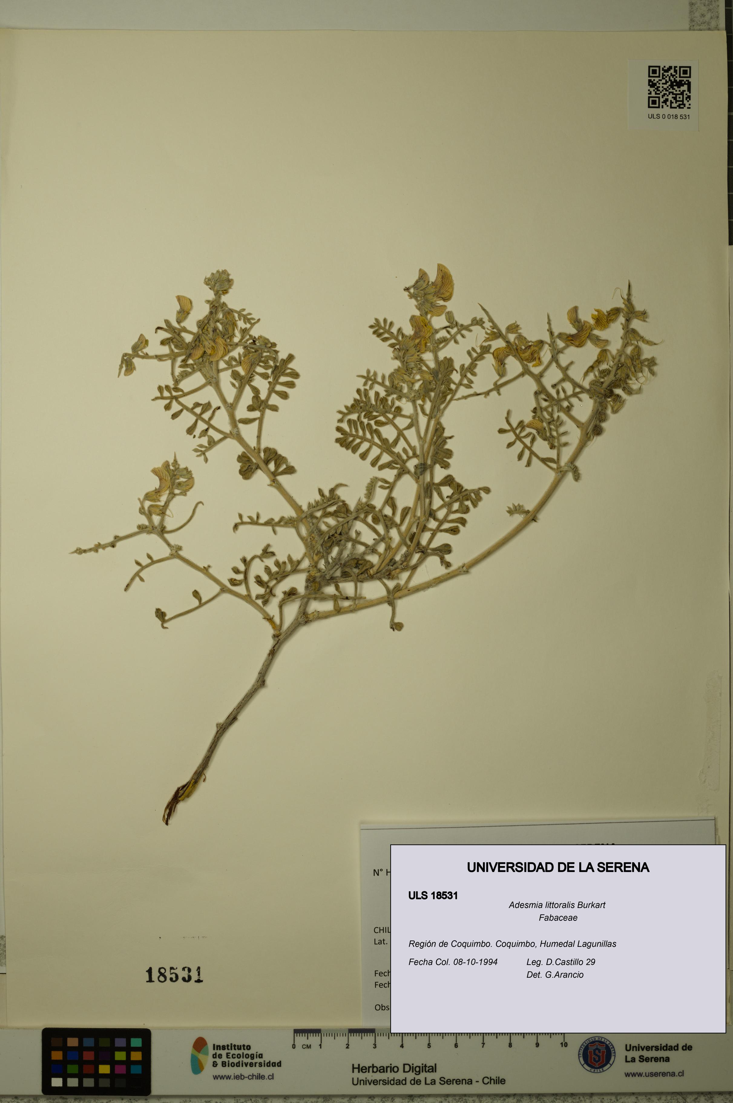 Adesmia littoralis [Espécimen: ULS:ULS:0018531]