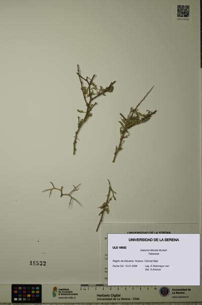 Adesmia littoralis [Espécimen: ULS:ULS:0018532]