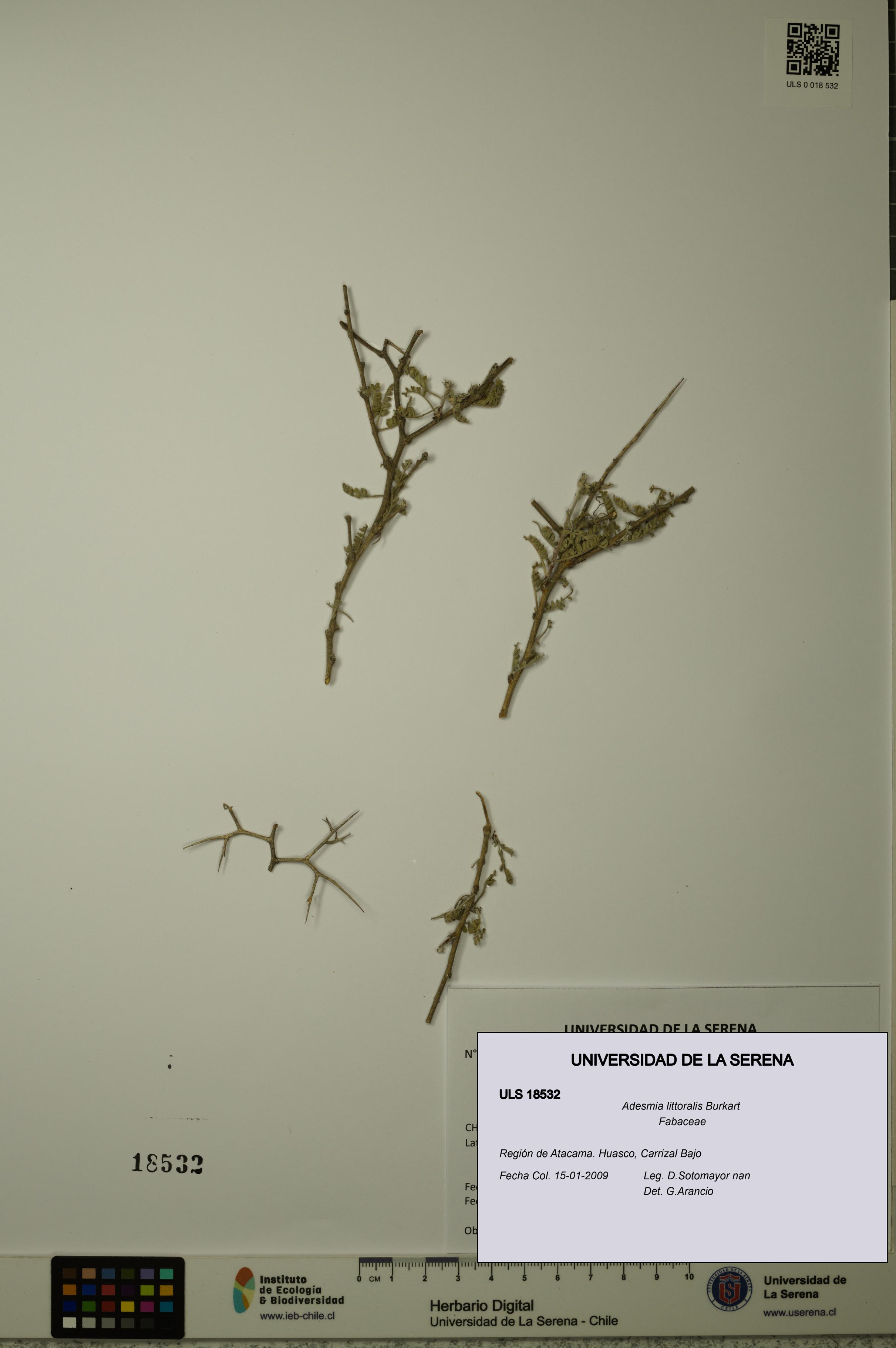 Adesmia littoralis [Espécimen: ULS:ULS:0018532]