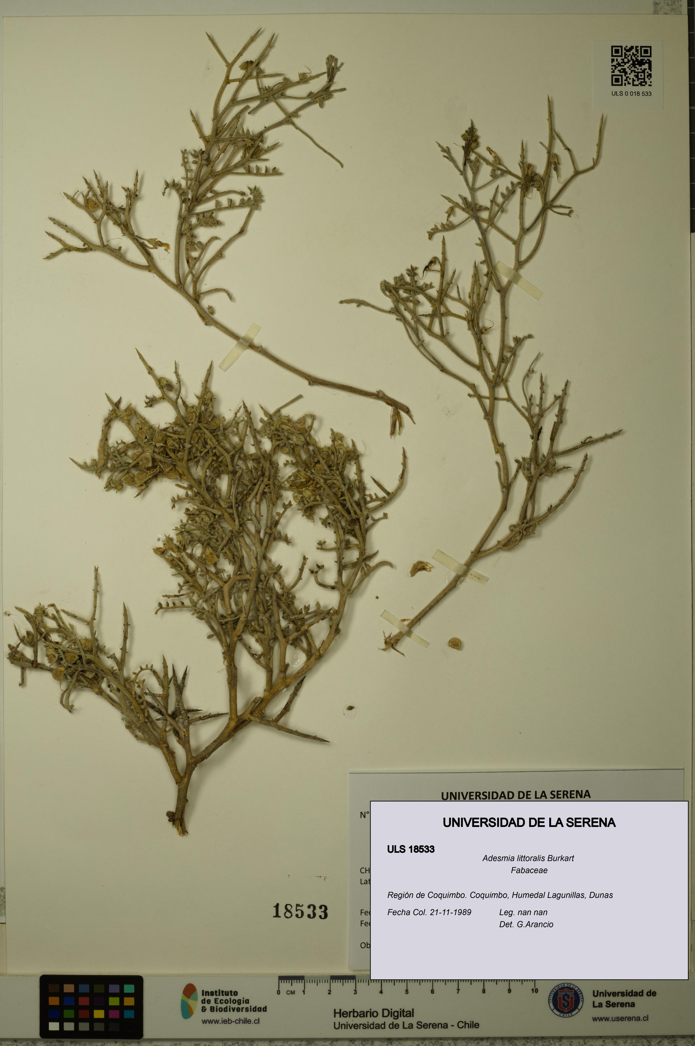 Adesmia littoralis [Espécimen: ULS:ULS:0018533]