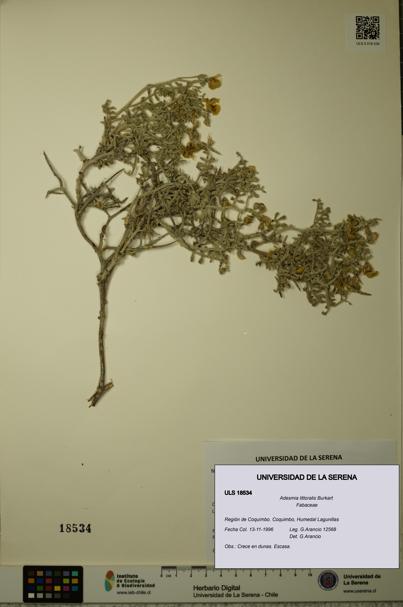 Adesmia littoralis [Espécimen: ULS:ULS:0018534]