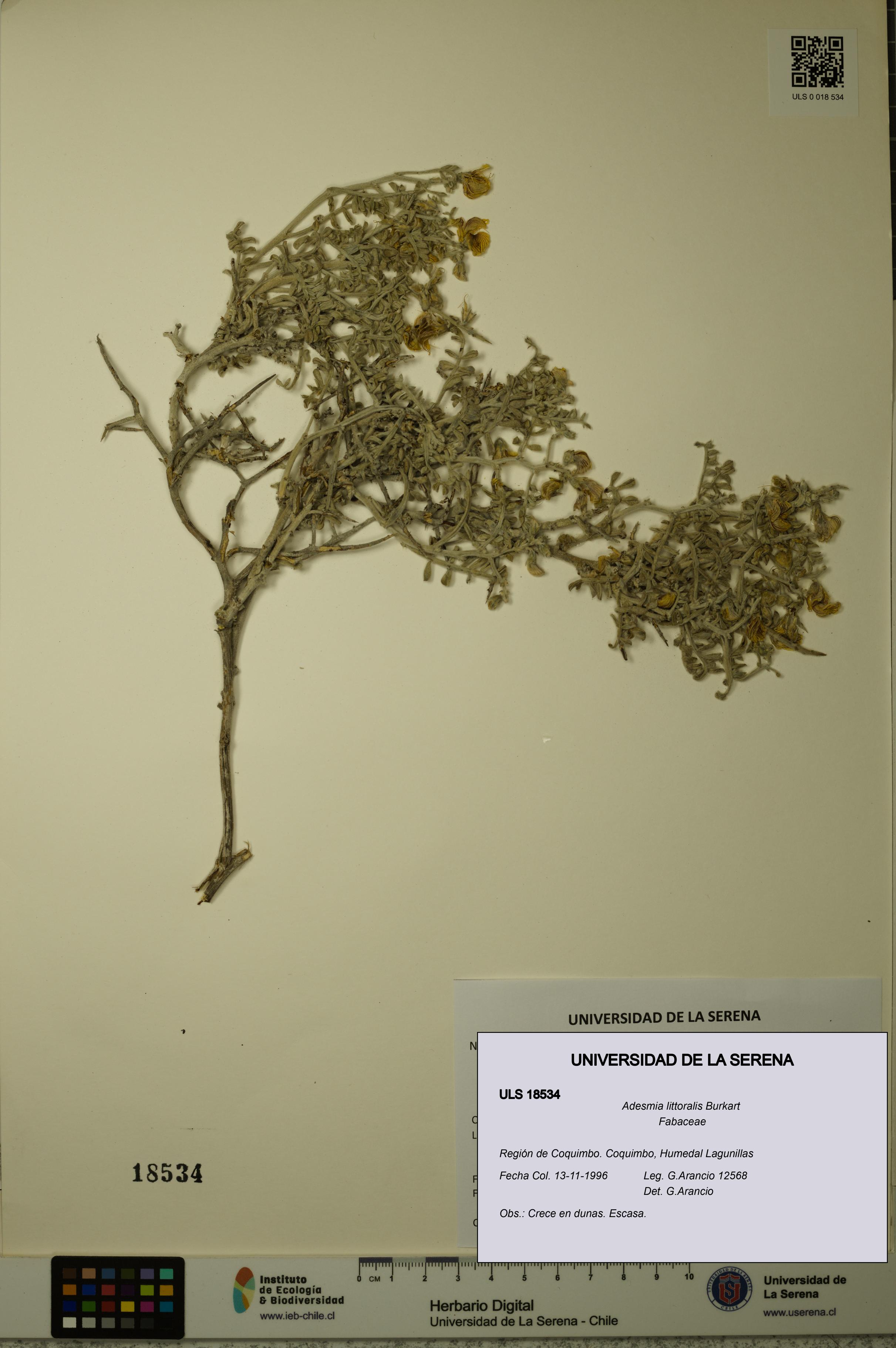Adesmia littoralis [Espécimen: ULS:ULS:0018534]