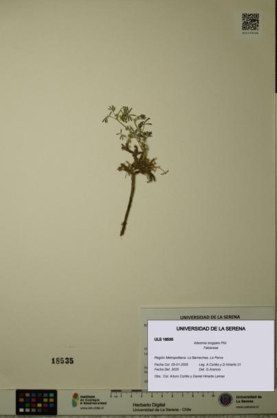 Adesmia longipes [Espécimen: ULS:ULS:0018535]