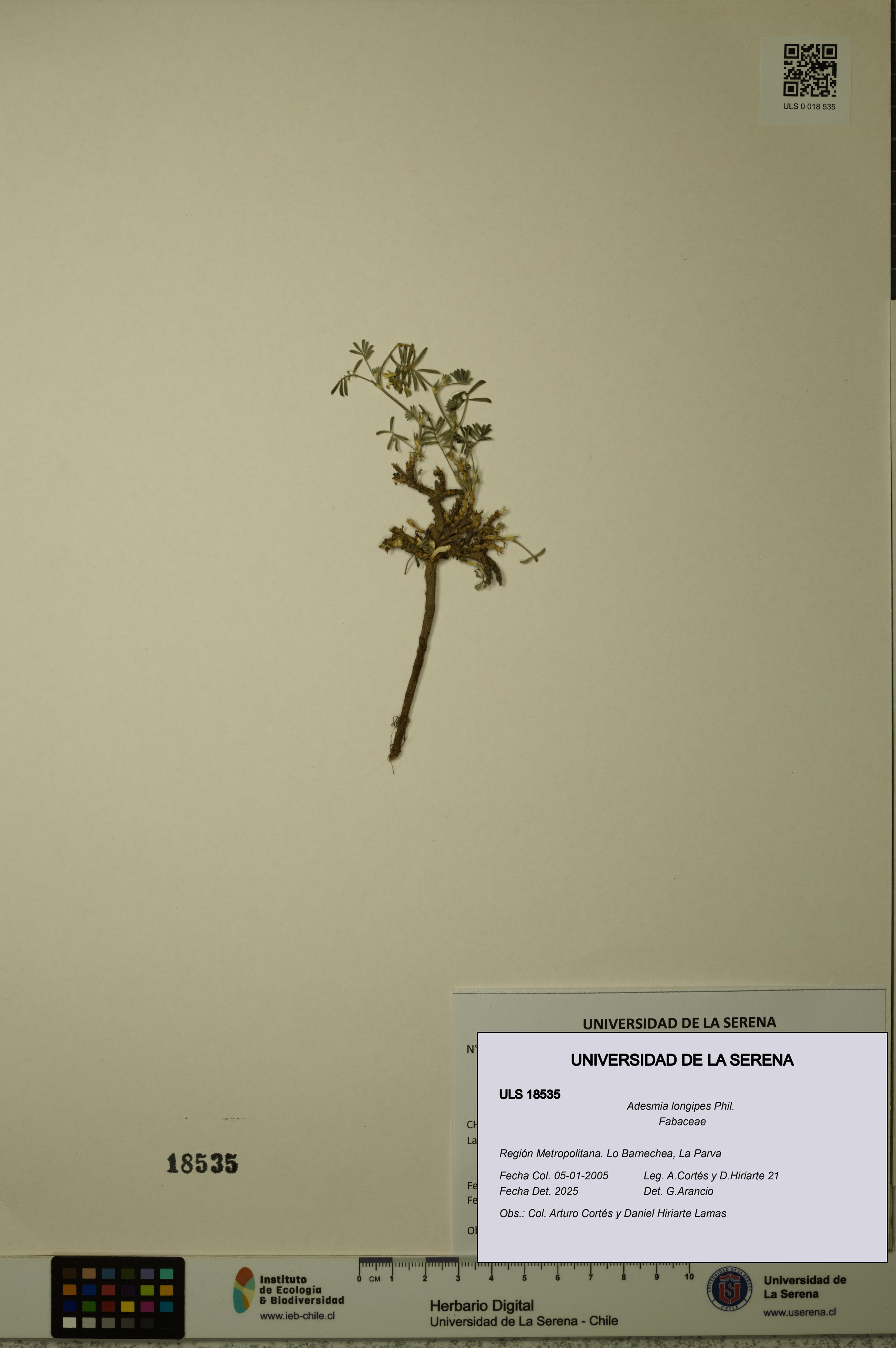 Adesmia longipes [Espécimen: ULS:ULS:0018535]