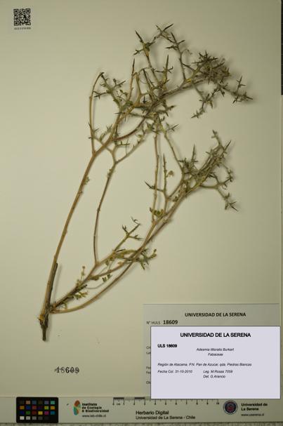 Adesmia littoralis [Espécimen: ULS:ULS:0018609]