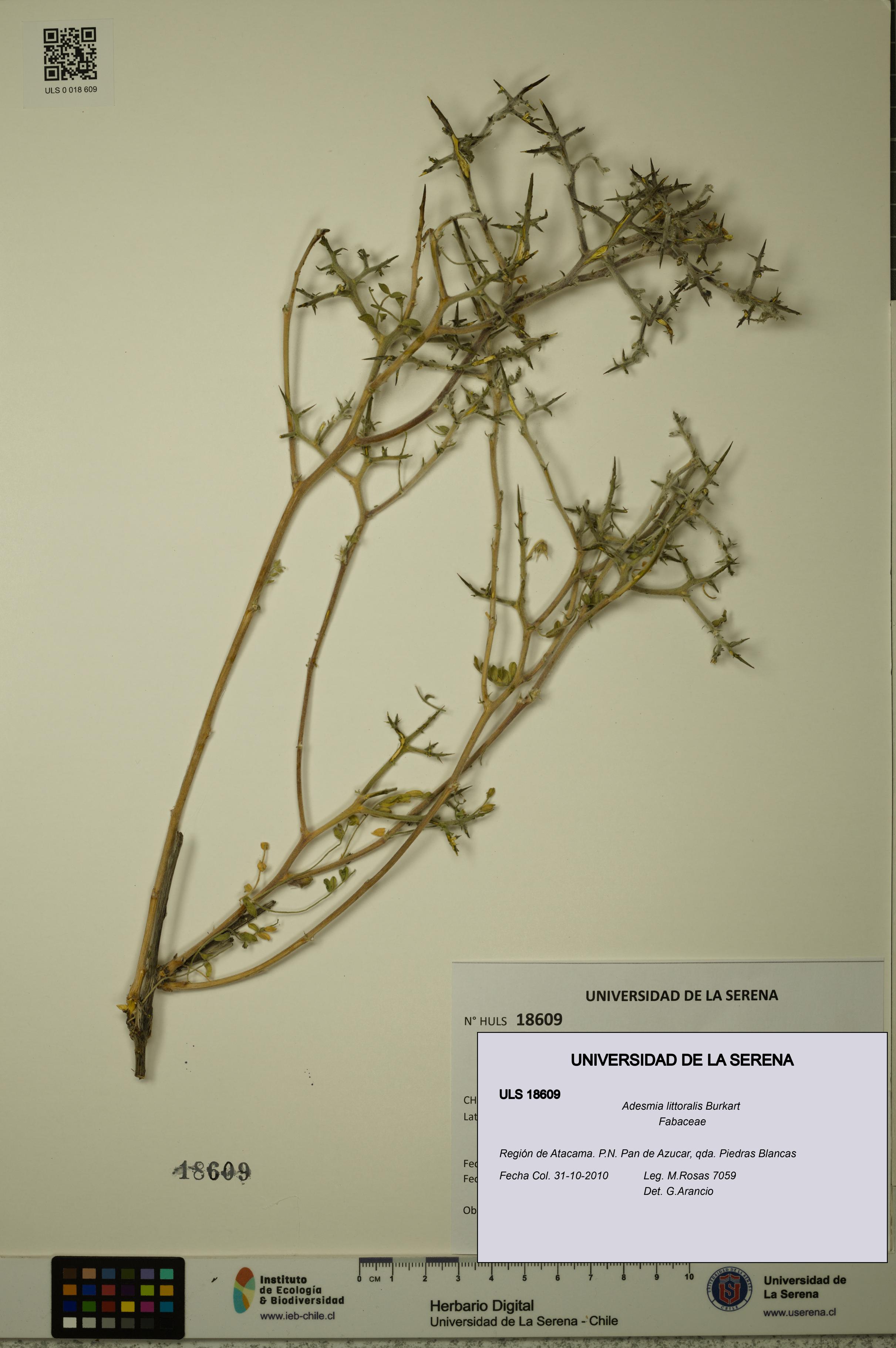 Adesmia littoralis [Espécimen: ULS:ULS:0018609]