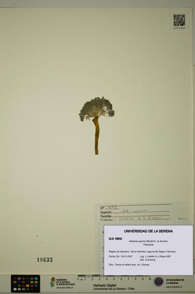 Adesmia spuma [Espécimen: ULS:ULS:0018632]
