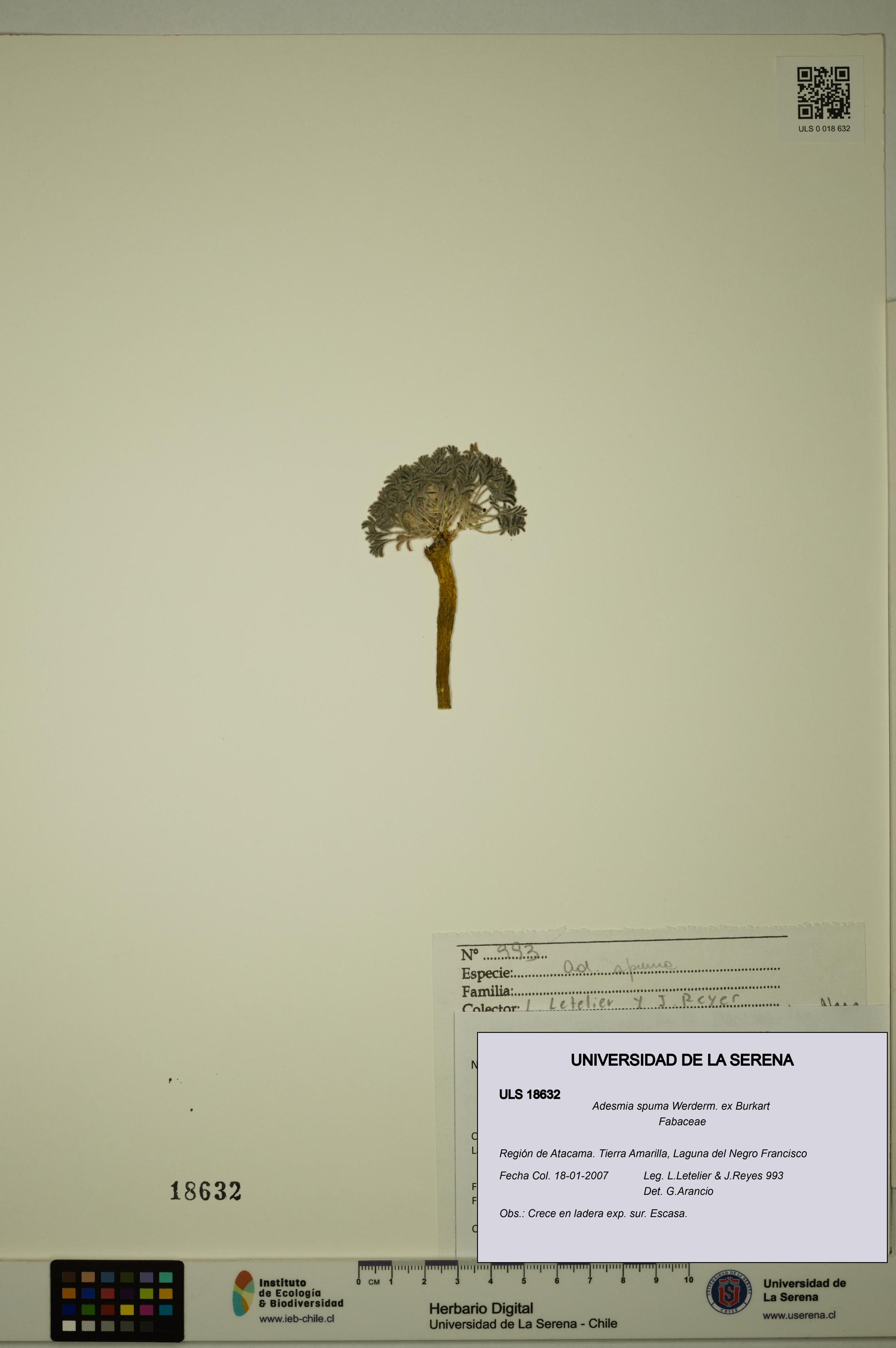 Adesmia spuma [Espécimen: ULS:ULS:0018632]