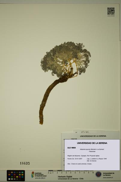Adesmia spuma [Espécimen: ULS:ULS:0018633]