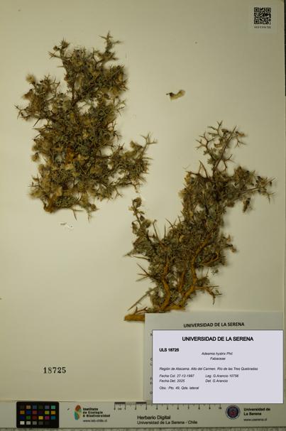 Adesmia hystrix [Espécimen: ULS:ULS:0018725]