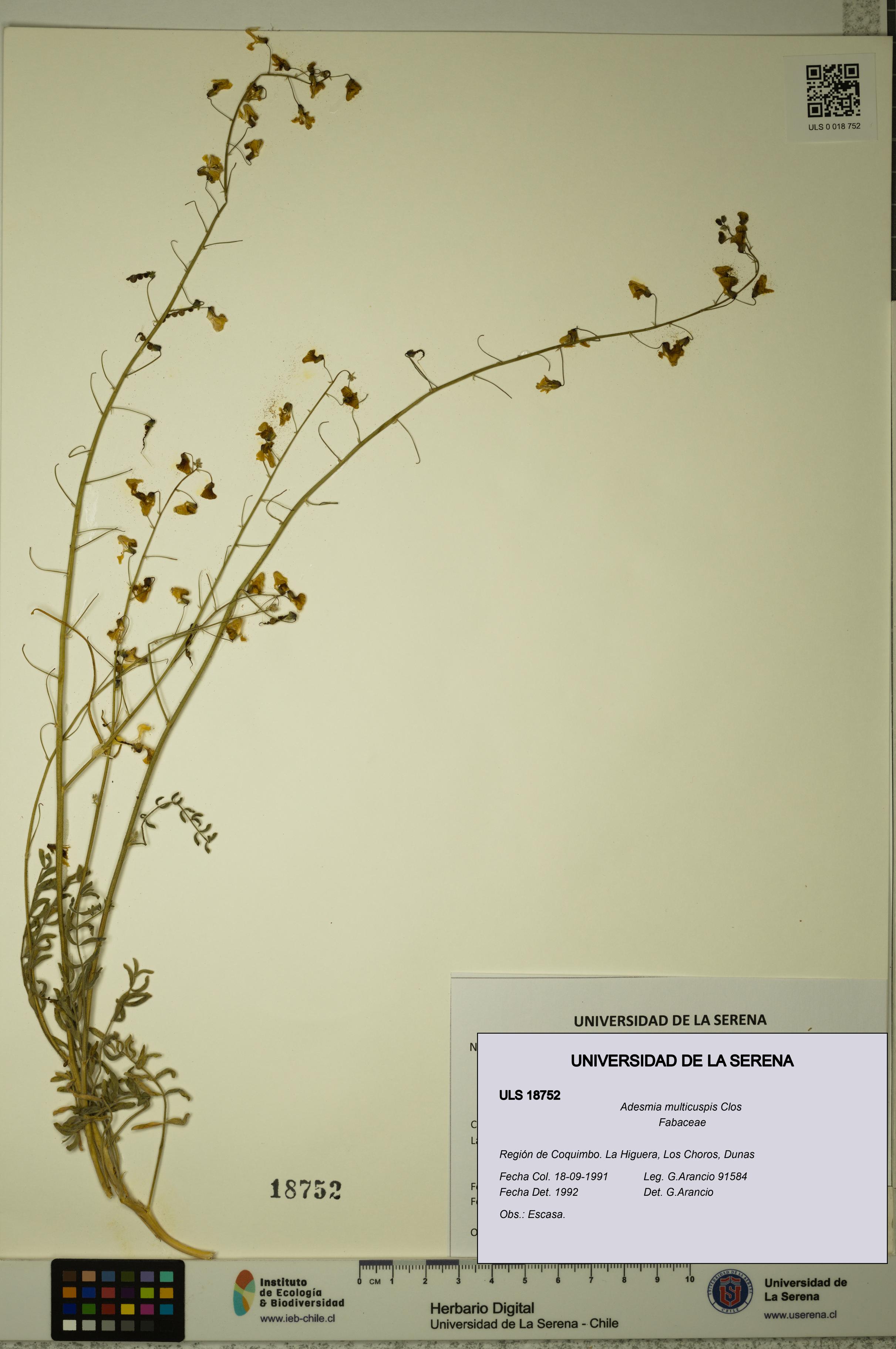 Adesmia multicuspis [Espécimen: ULS:ULS:0018752]