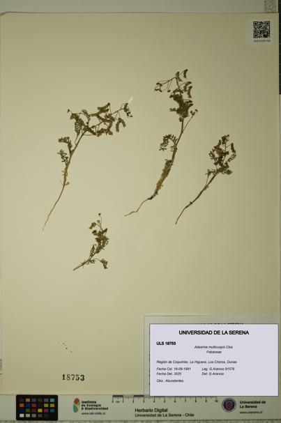 Adesmia multicuspis [Espécimen: ULS:ULS:0018753]