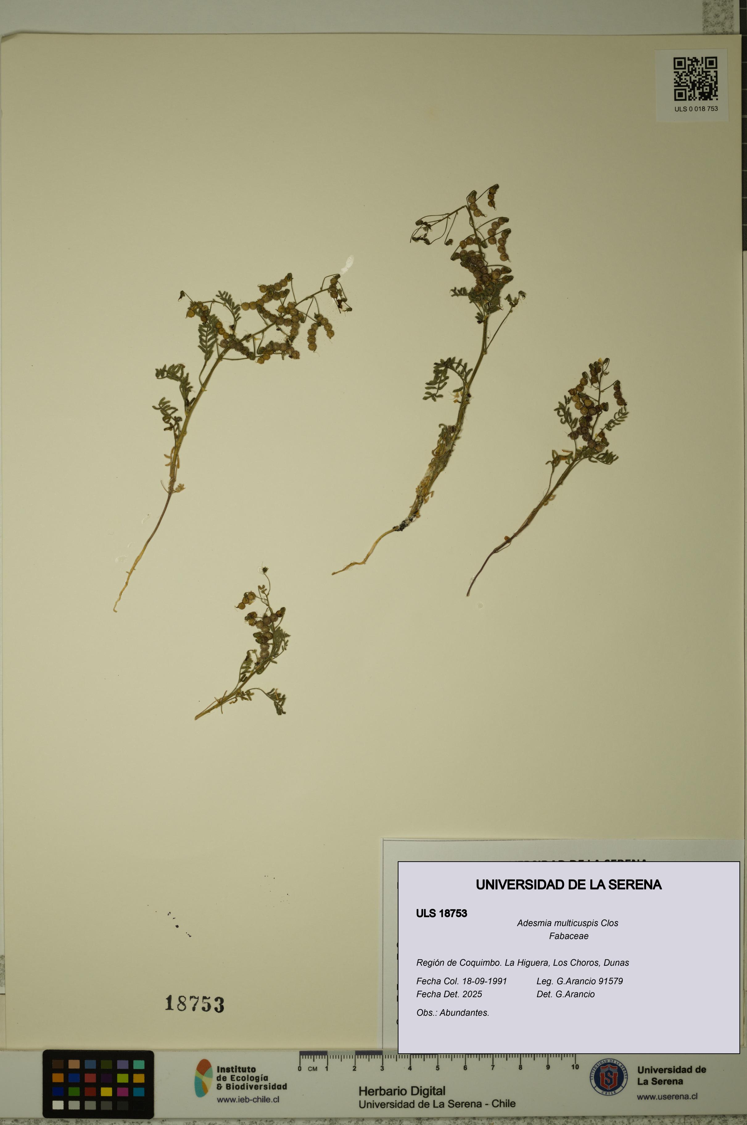 Adesmia multicuspis [Espécimen: ULS:ULS:0018753]