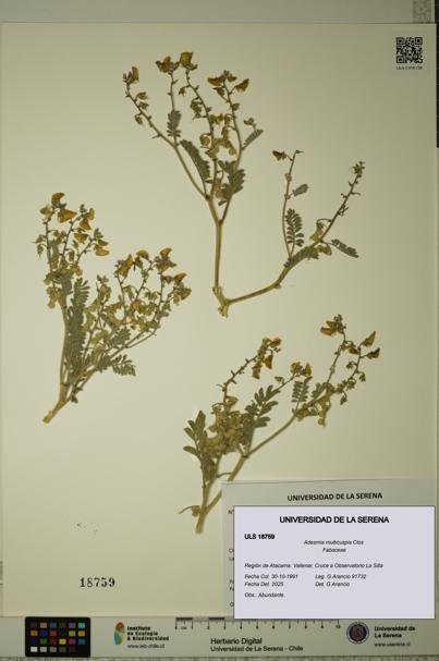 Adesmia multicuspis [Espécimen: ULS:ULS:0018759]