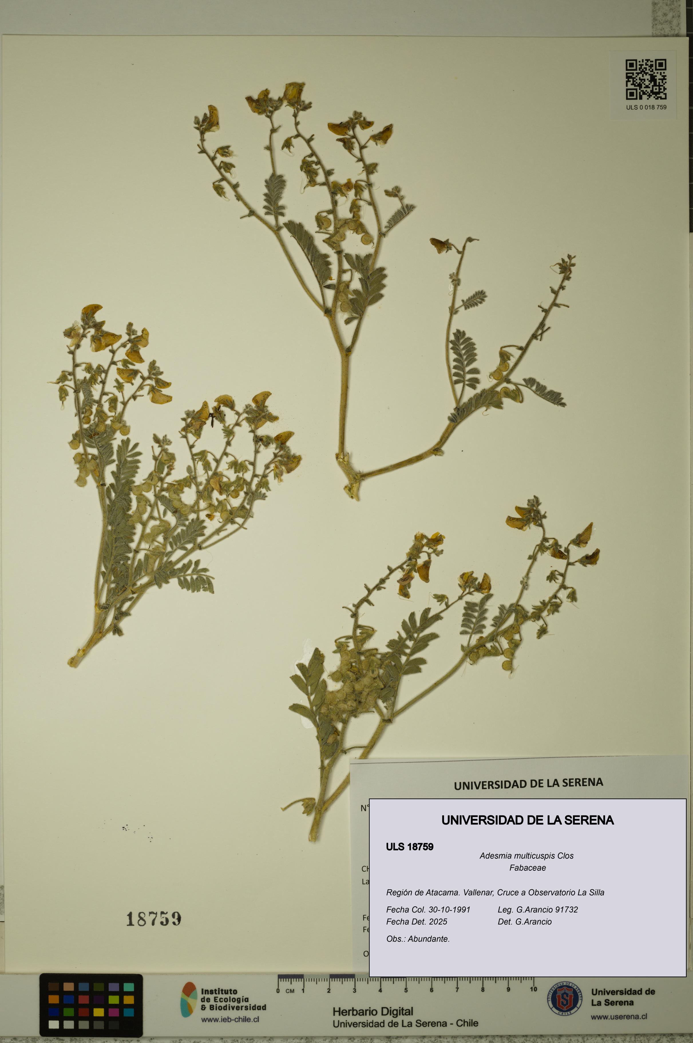Adesmia multicuspis [Espécimen: ULS:ULS:0018759]