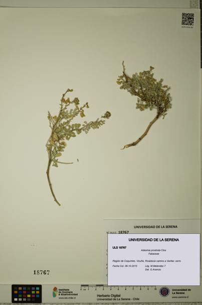 Adesmia prostrata [Espécimen: ULS:ULS:0018767]