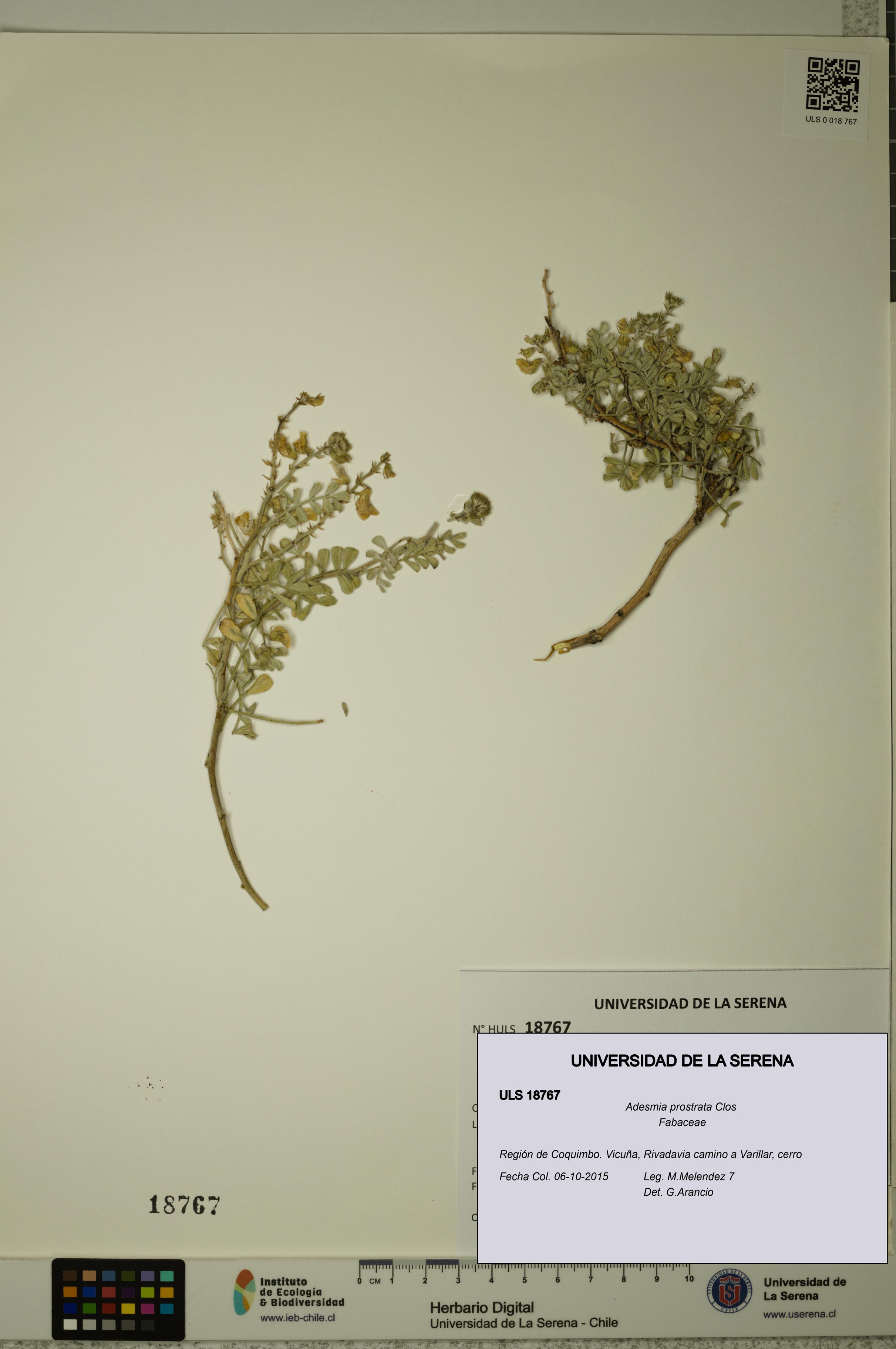 Adesmia prostrata [Espécimen: ULS:ULS:0018767]