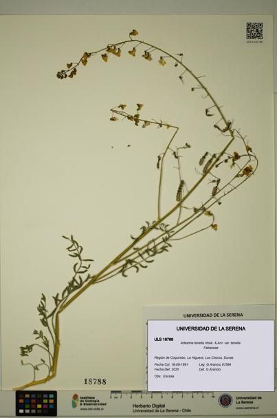 Adesmia tenella var. tenella [Espécimen: ULS:ULS:0018788]