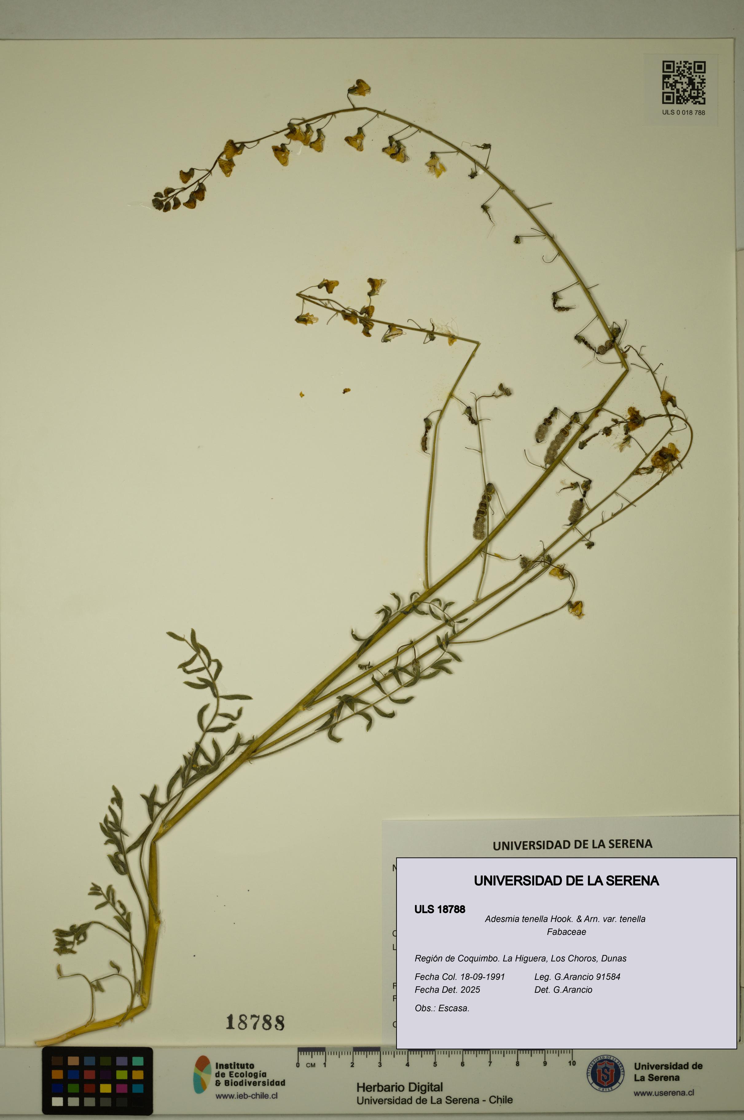 Adesmia tenella var. tenella [Espécimen: ULS:ULS:0018788]