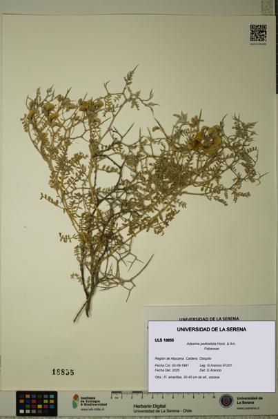 Adesmia pedicellata [Espécimen: ULS:ULS:0018855]