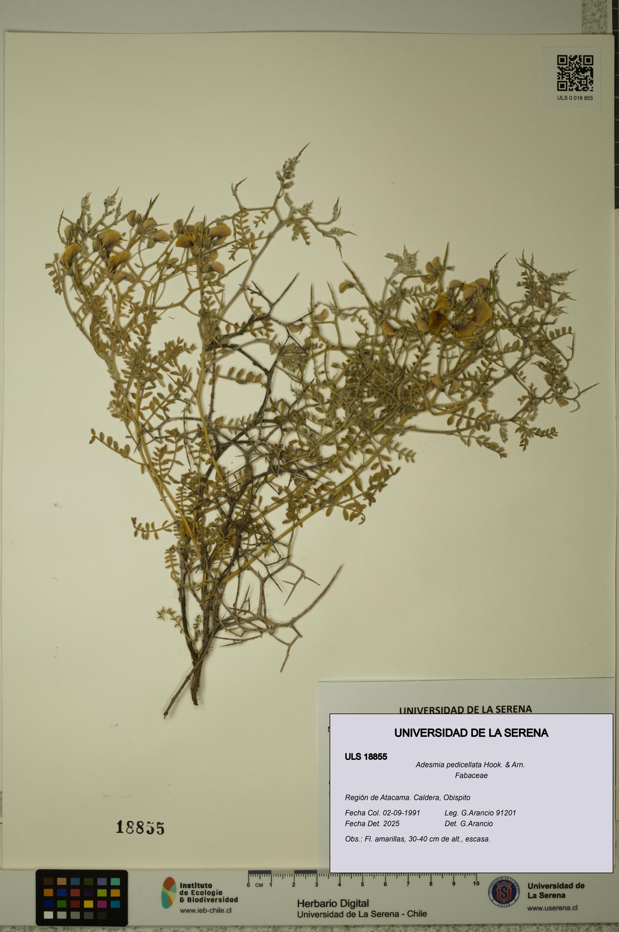 Adesmia pedicellata [Espécimen: ULS:ULS:0018855]