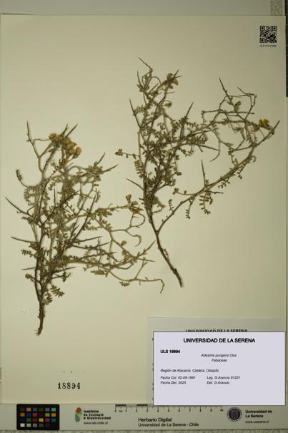 Adesmia pungens [Espécimen: ULS:ULS:0018894]