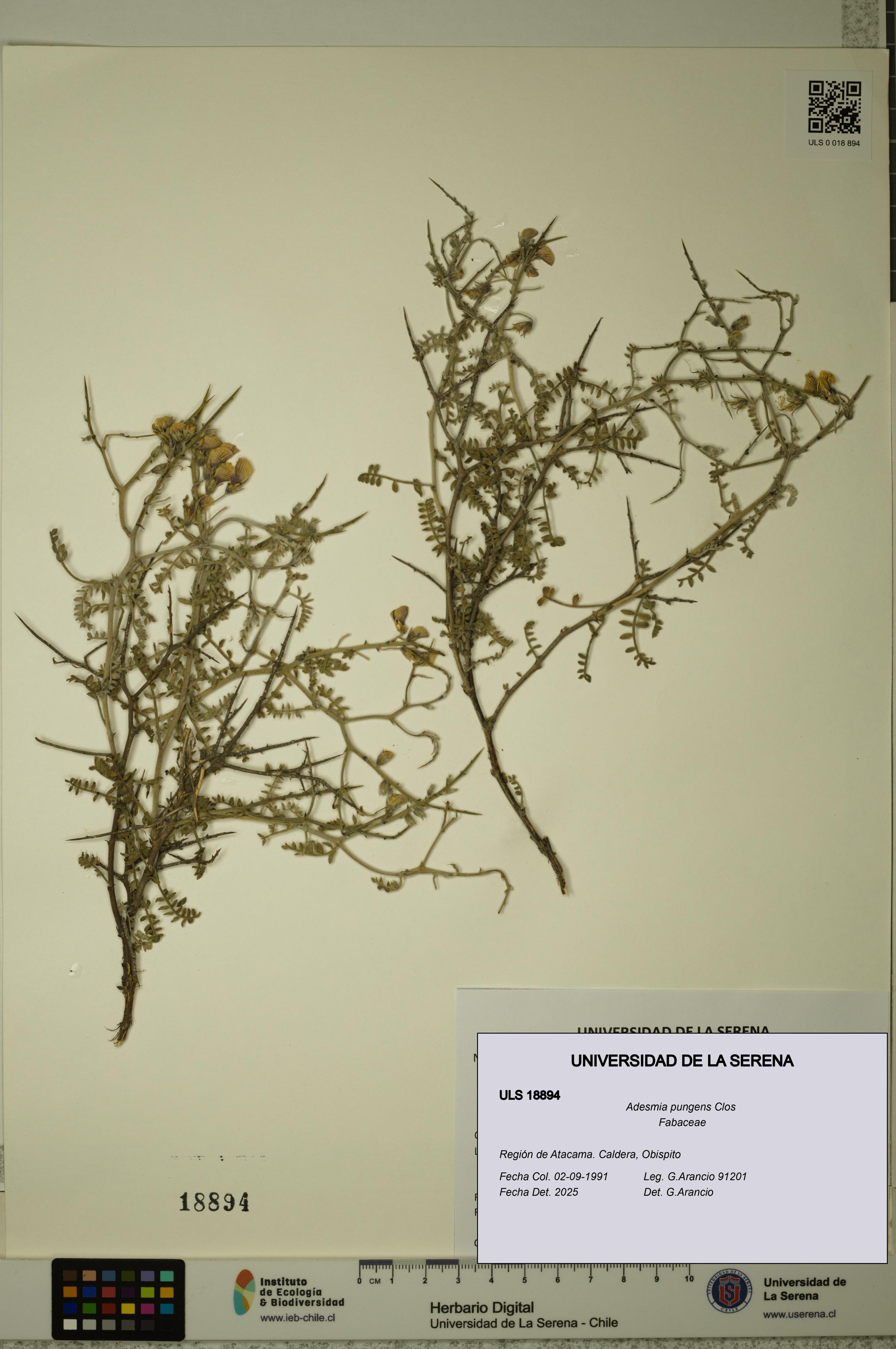 Adesmia pungens [Espécimen: ULS:ULS:0018894]