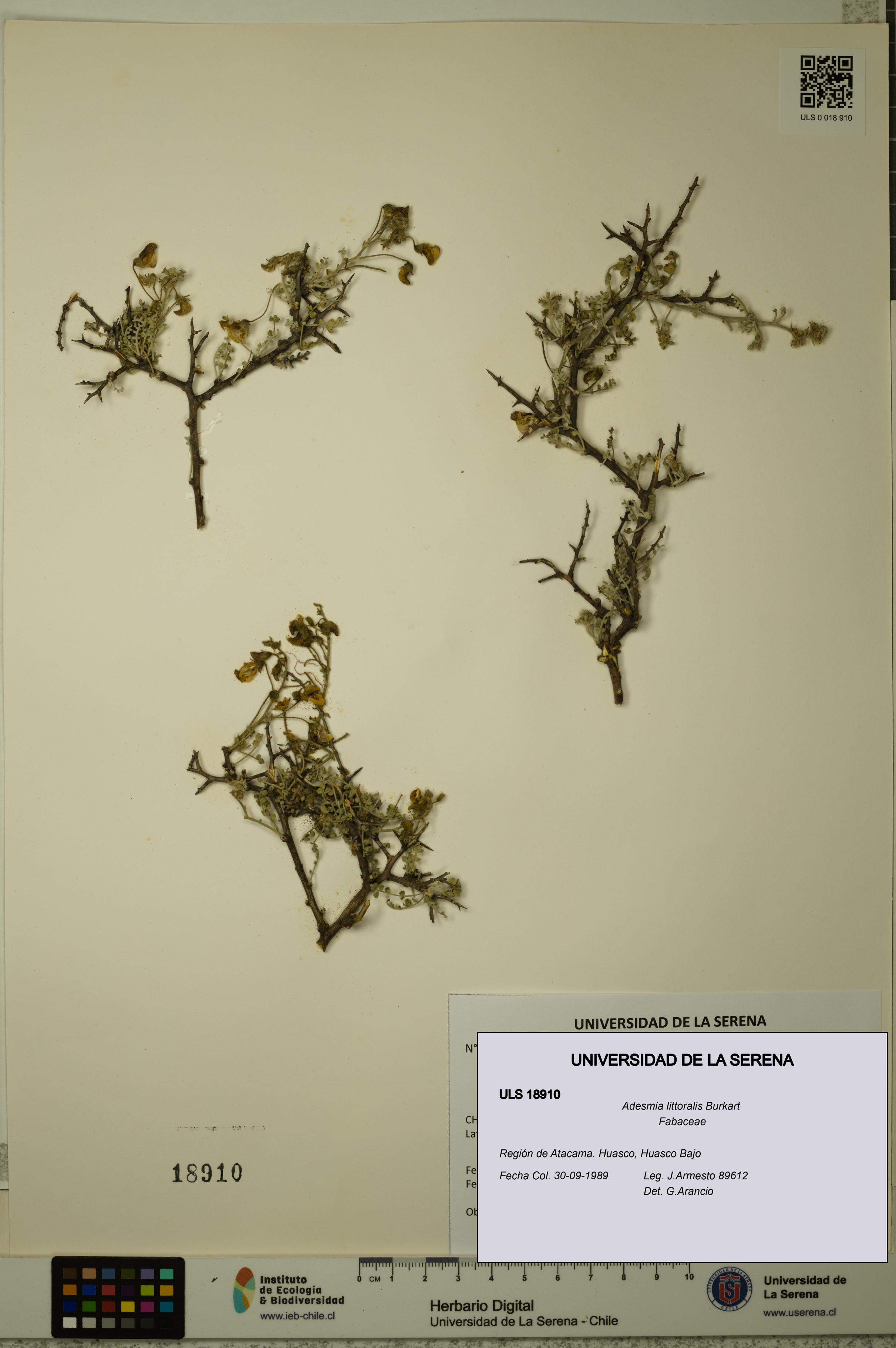 Adesmia littoralis [Espécimen: ULS:ULS:0018910]