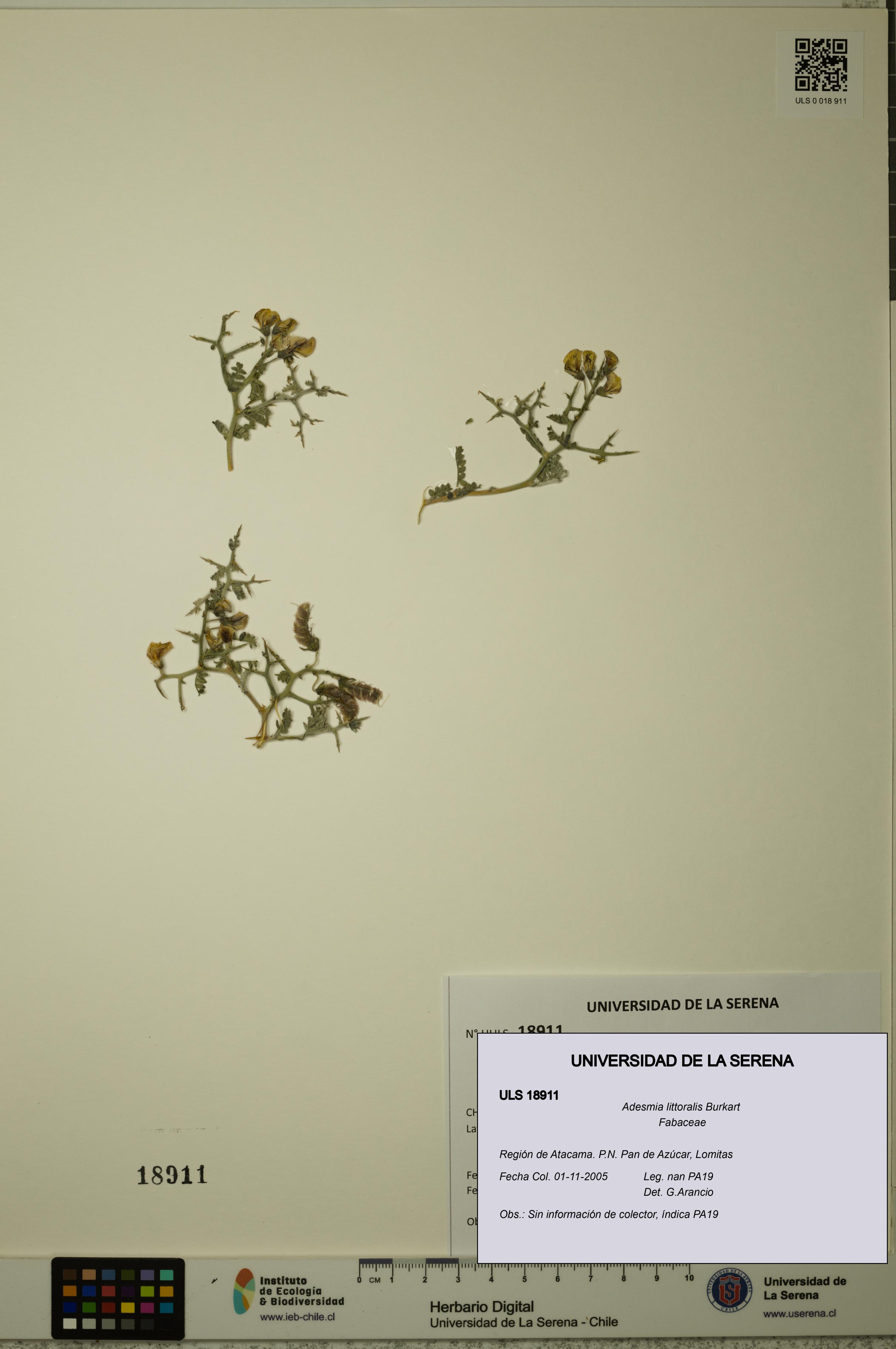 Adesmia littoralis [Espécimen: ULS:ULS:0018911]