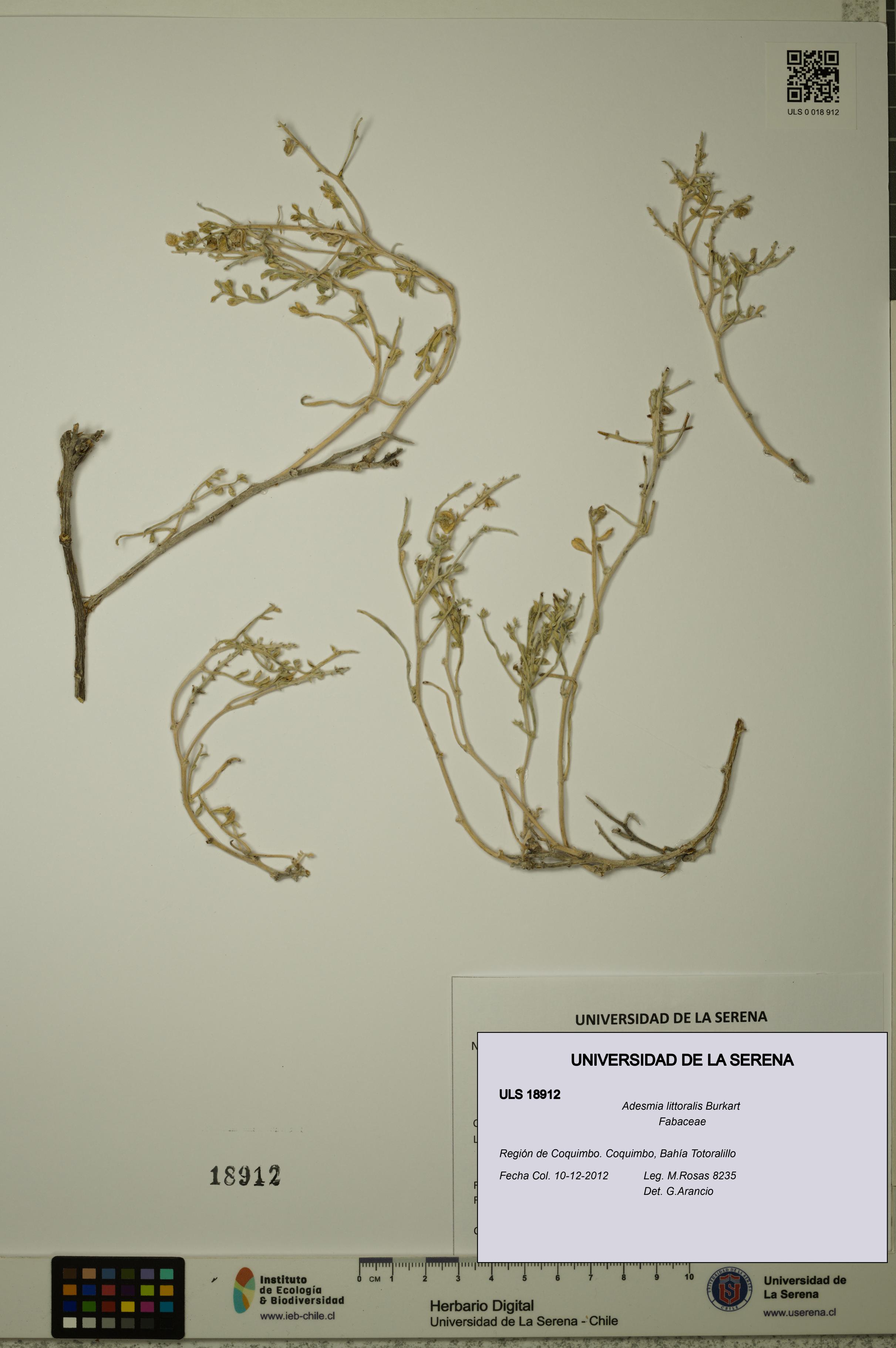 Adesmia littoralis [Espécimen: ULS:ULS:0018912]