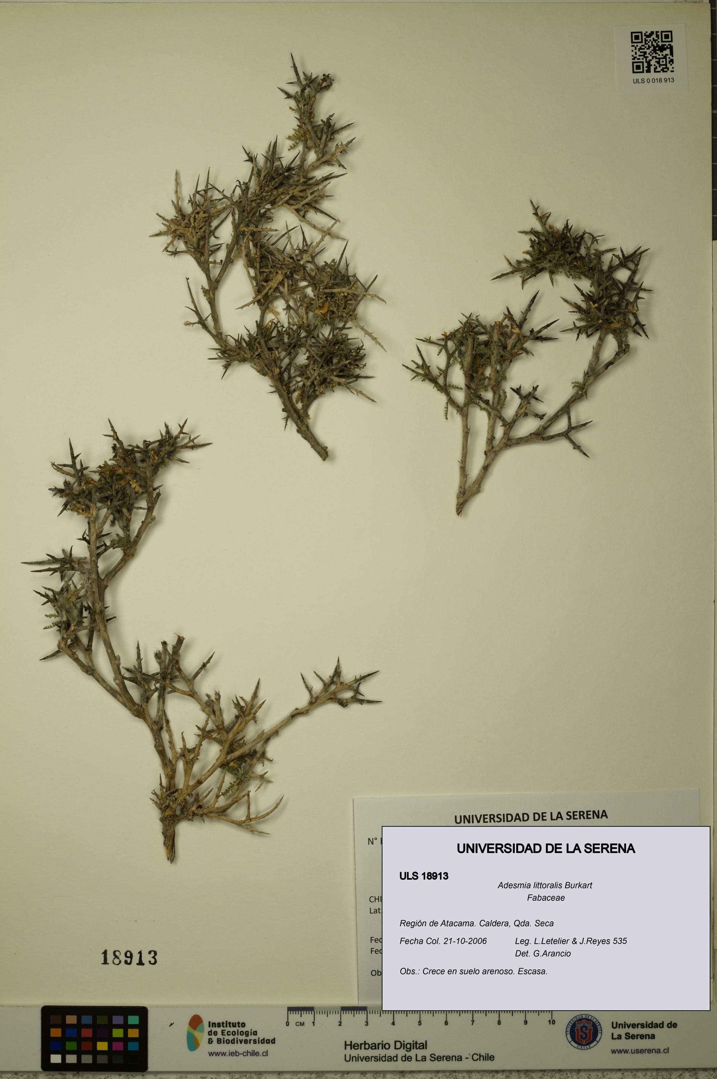 Adesmia littoralis [Espécimen: ULS:ULS:0018913]