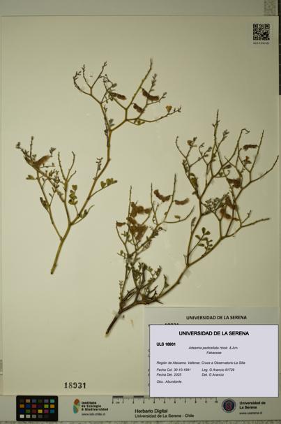 Adesmia pedicellata [Espécimen: ULS:ULS:0018931]