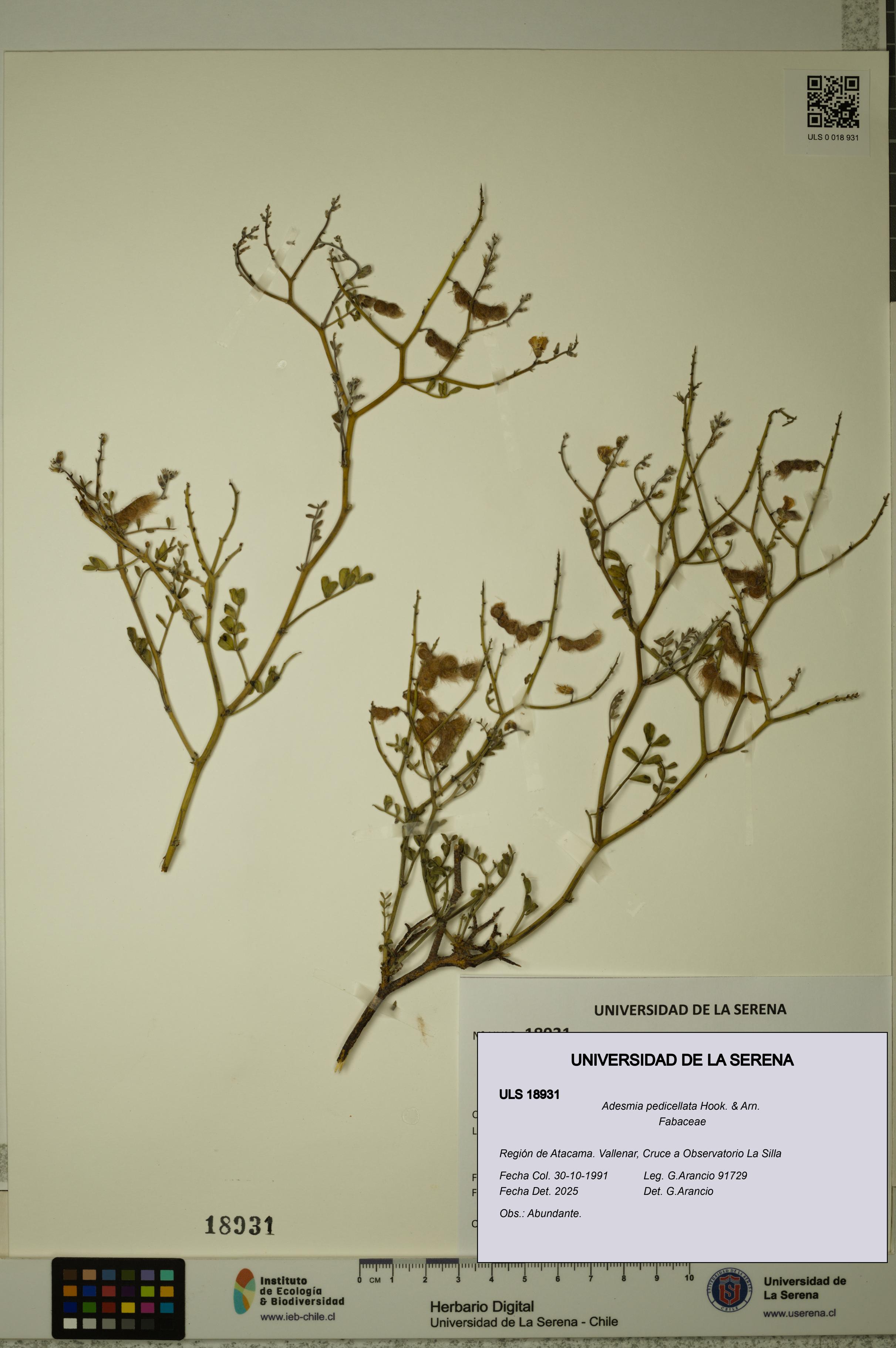 Adesmia pedicellata [Espécimen: ULS:ULS:0018931]