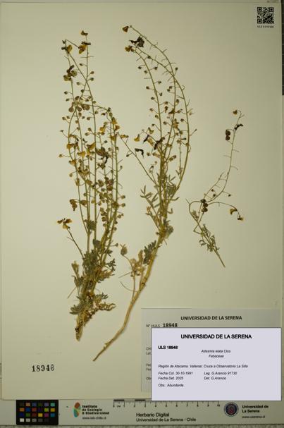 Adesmia elata [Espécimen: ULS:ULS:0018948]