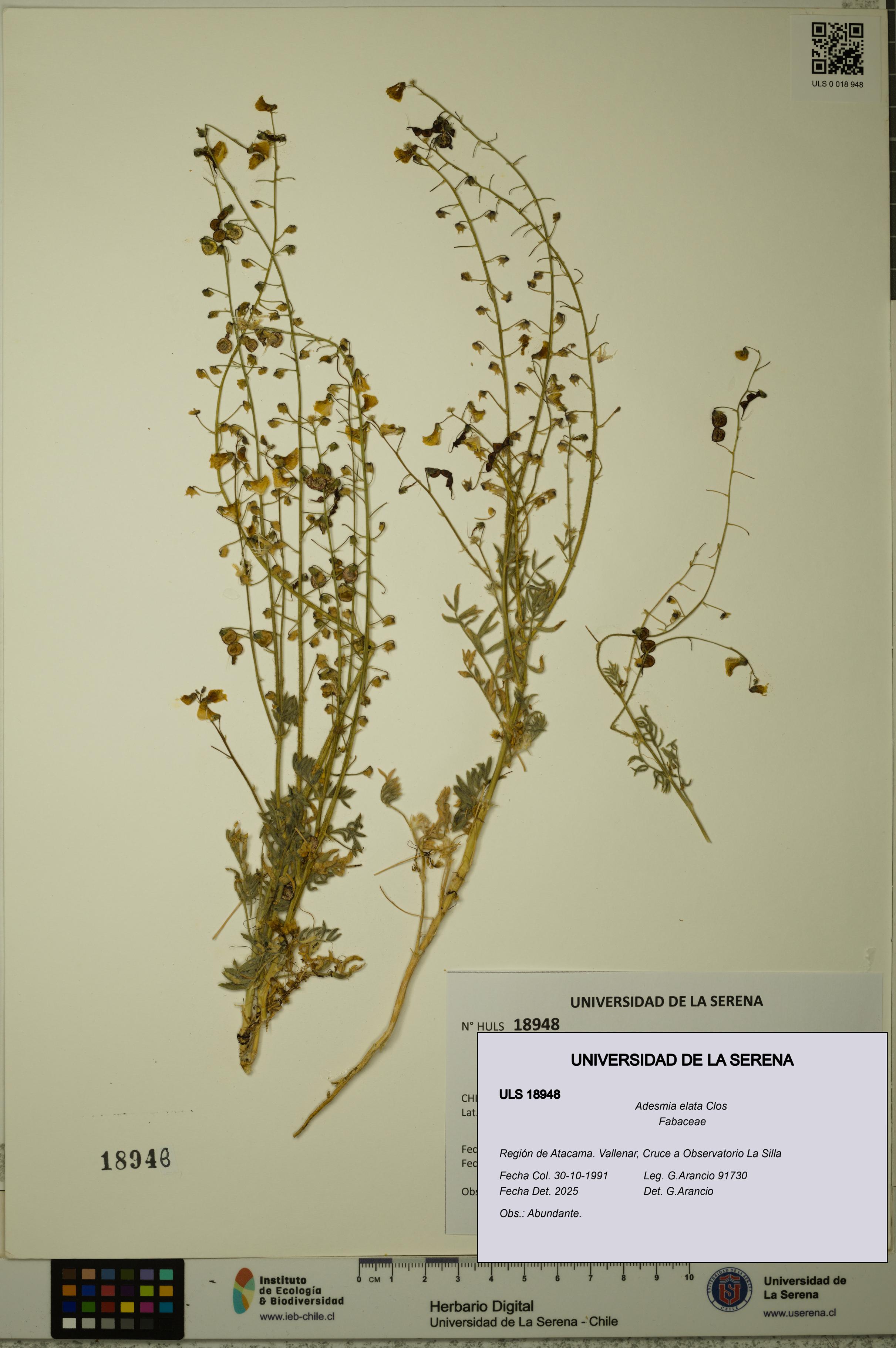 Adesmia elata [Espécimen: ULS:ULS:0018948]