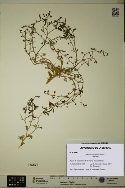 Adesmia rubroviridis [Espécimen: ULS:ULS:0018987]