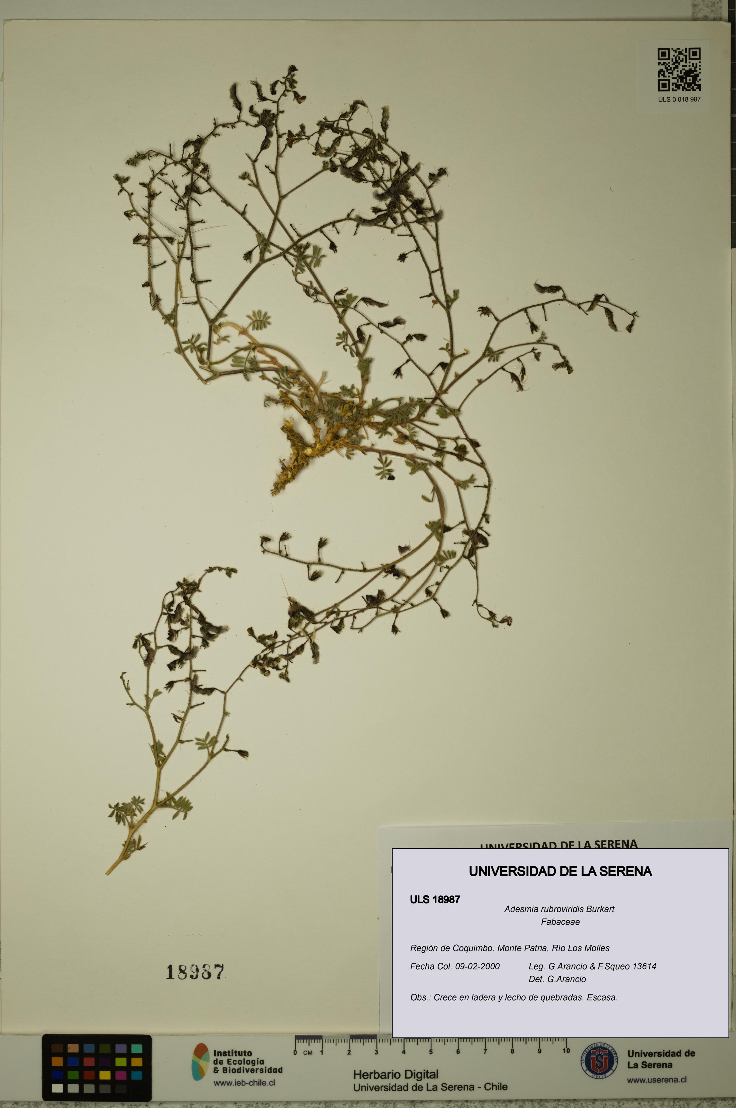 Adesmia rubroviridis [Espécimen: ULS:ULS:0018987]