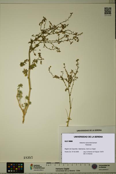 Adesmia rubroviridis [Espécimen: ULS:ULS:0018988]