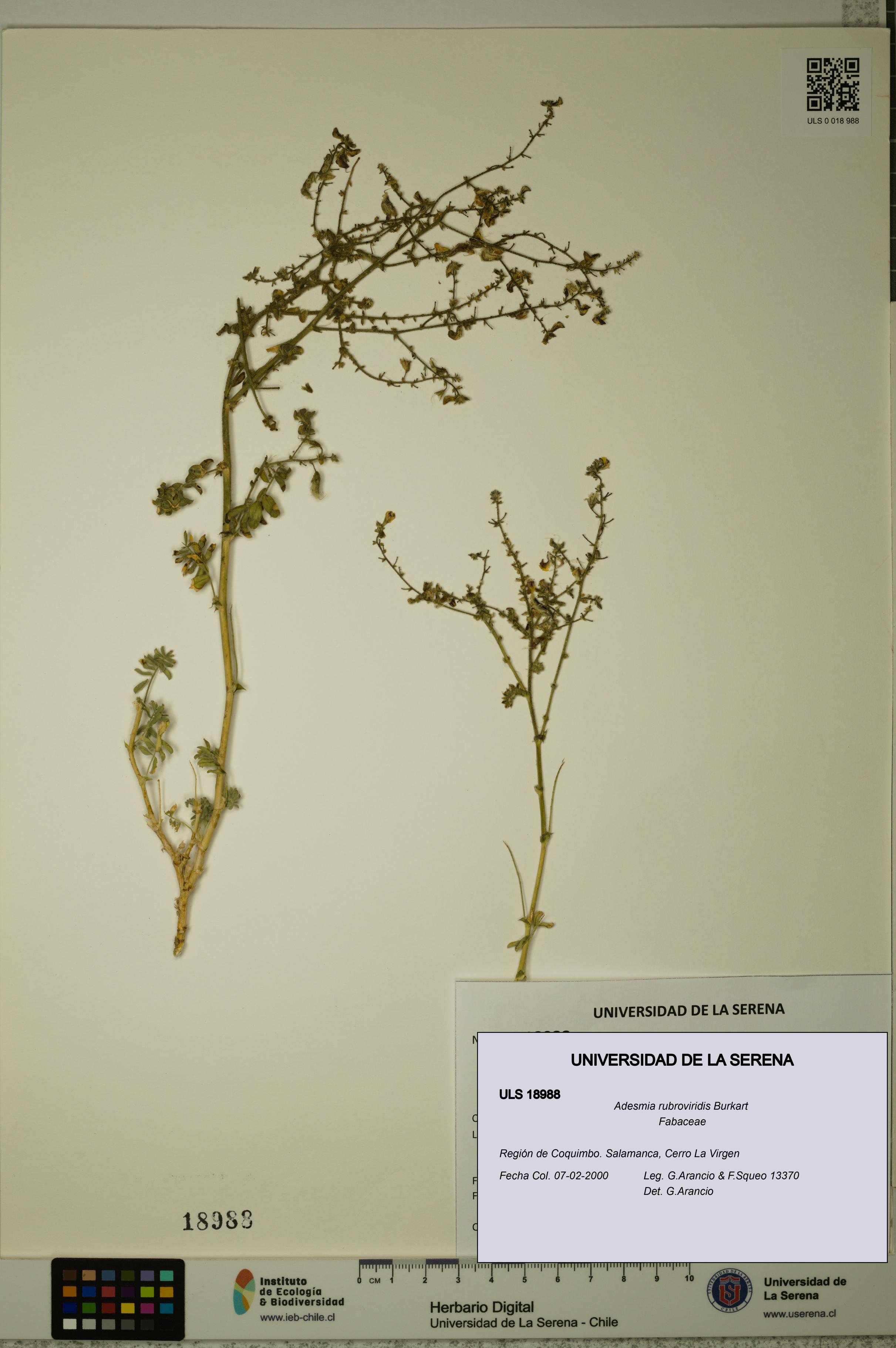 Adesmia rubroviridis [Espécimen: ULS:ULS:0018988]